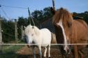2 Poneys