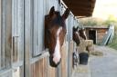 Suite de chevaux