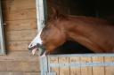 Dentition de cheval