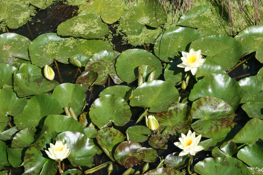 Nymphéas