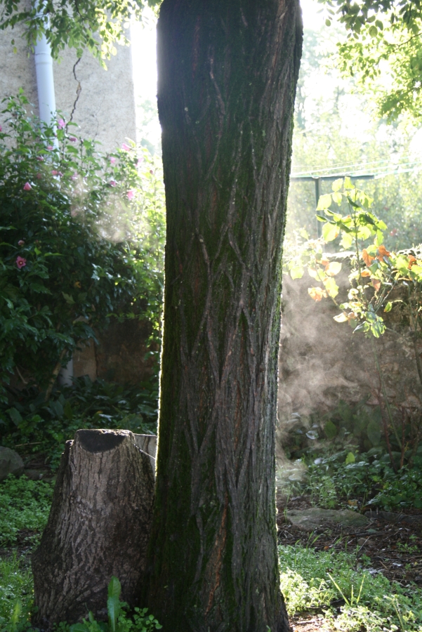 Smoke