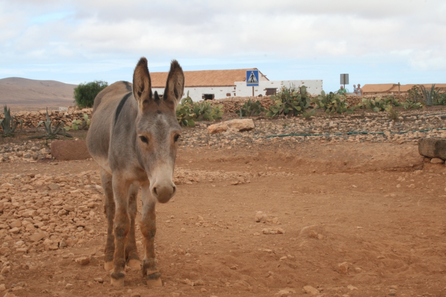 Donkey
