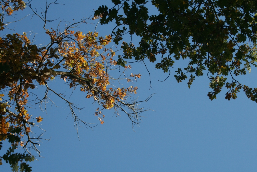 Fall