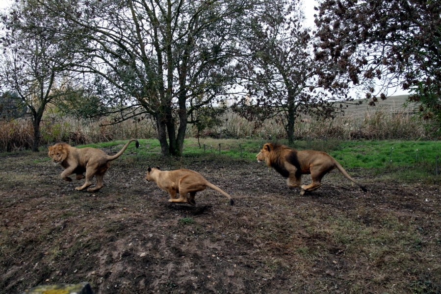 Lions Playing