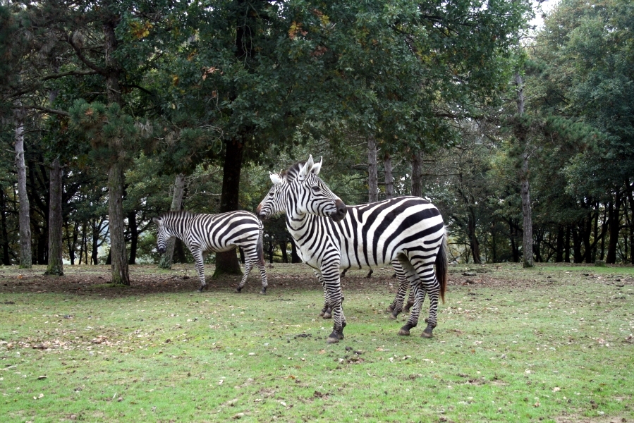 Bicephalous Zebra