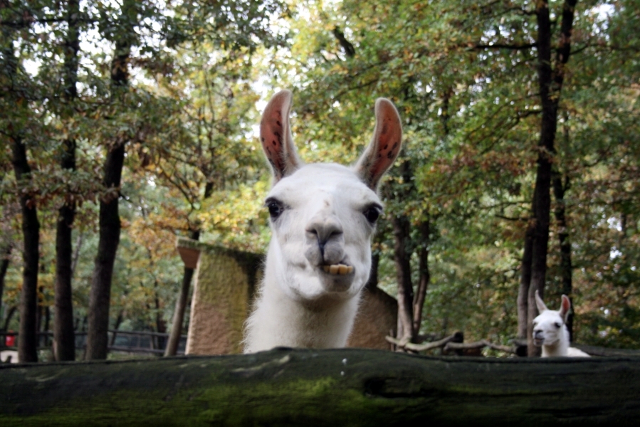 Quand Lama fâché...