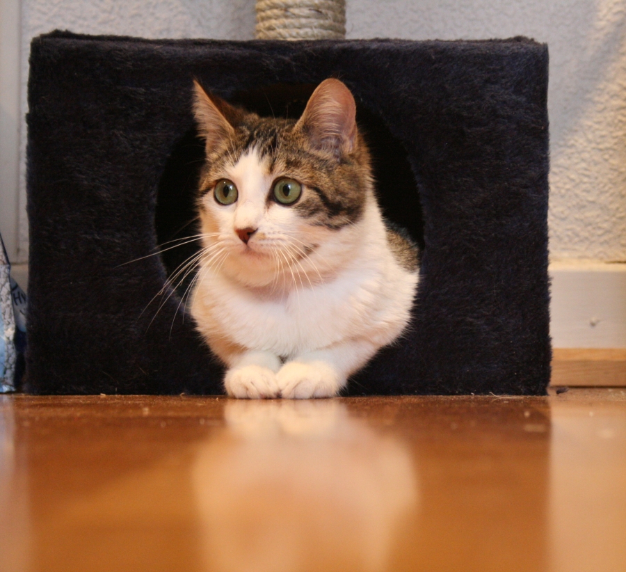 Cat's Home