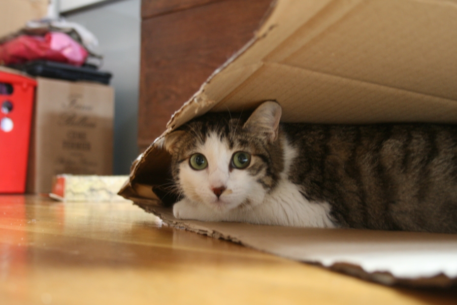 Hide-and-Seek