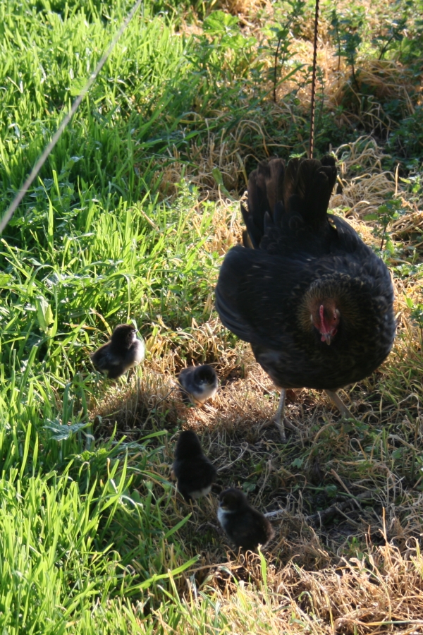 Mother Hen