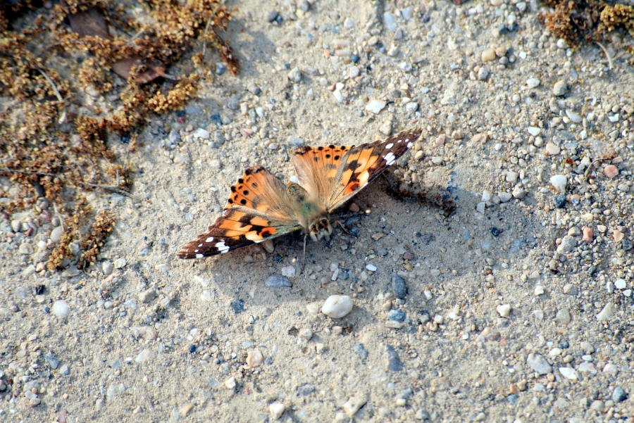 Butterfly