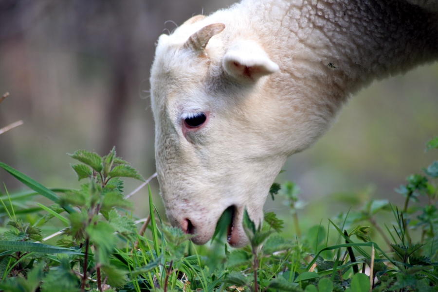 Grazing Lamb 2