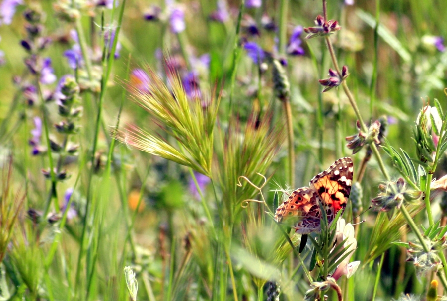 Butterfly On Flowers
