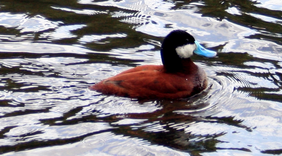 Londonian Menagerie  : Ruddy Duck I