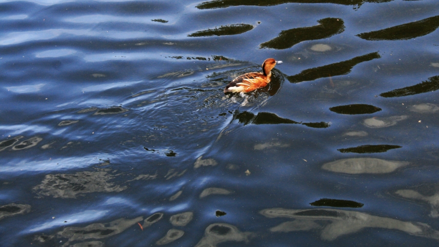 Londonian Menagerie  : Receding Duck