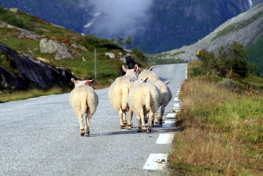 A Small Flock