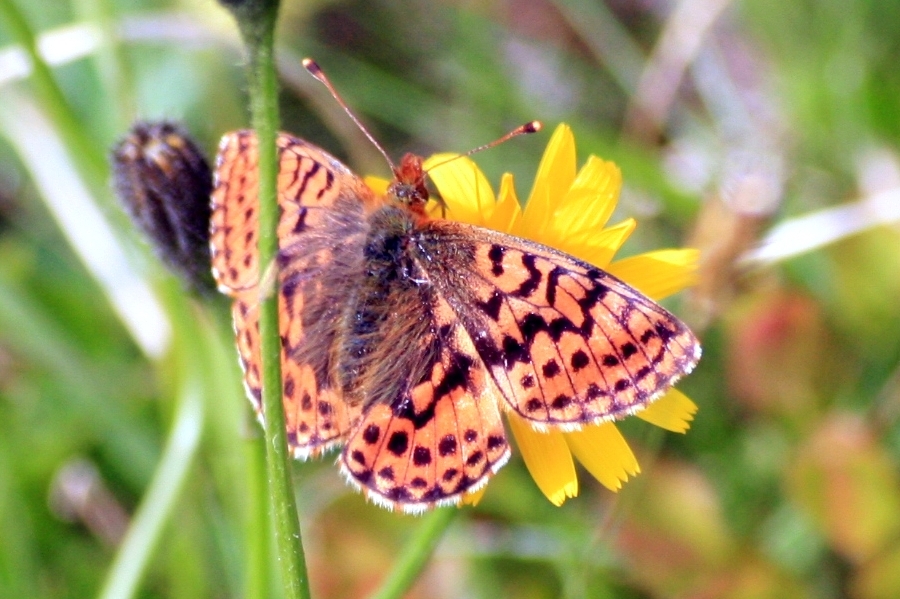 Just Another Butterfly