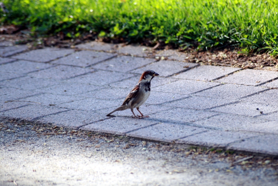 Sparrow