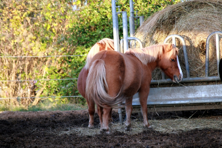 Shetlands' Dinner