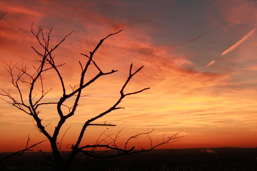 Shadow Puppet Tree