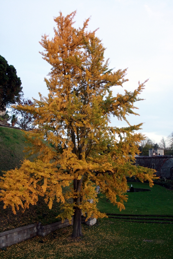 Automnal Tree