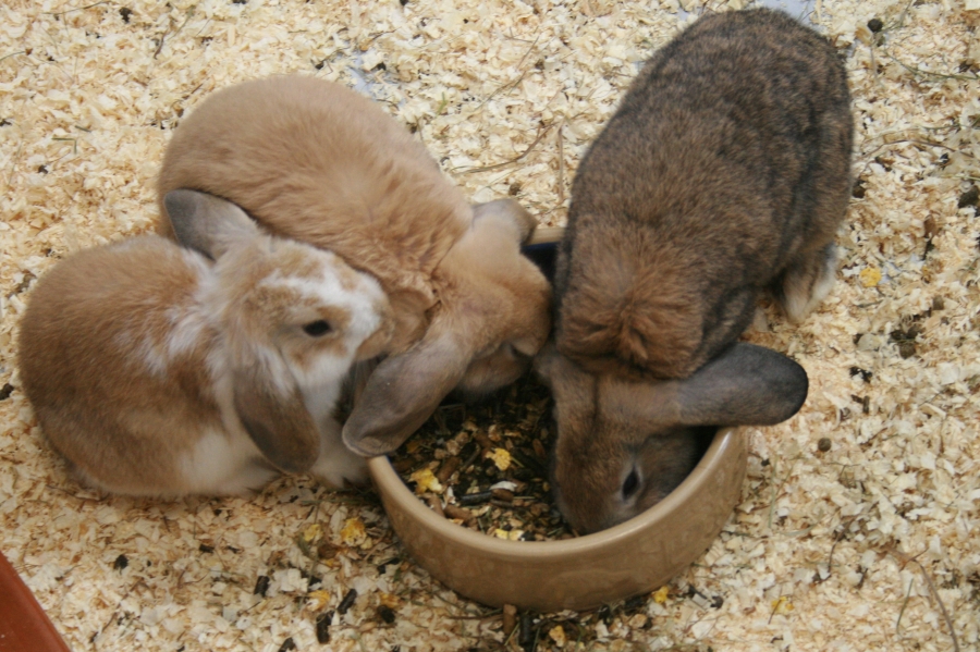 Dish Sharing
