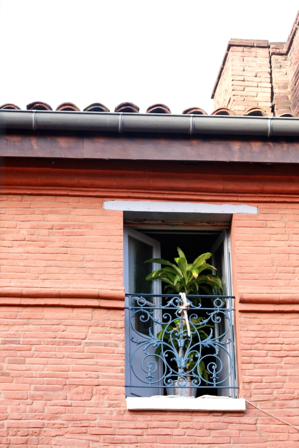 Houseplant At The Window