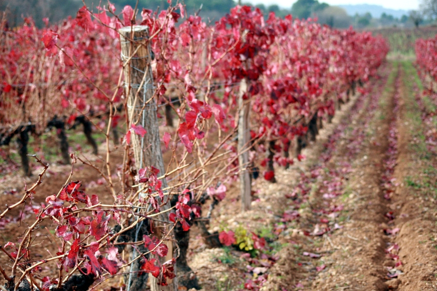 Red Vineyard