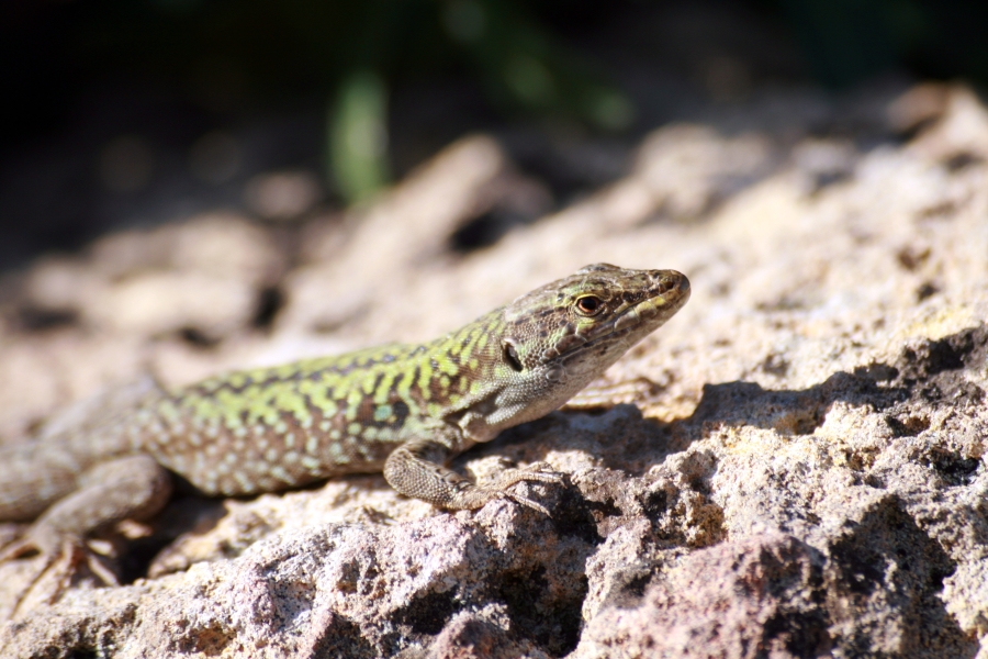 Sicilian Lizard