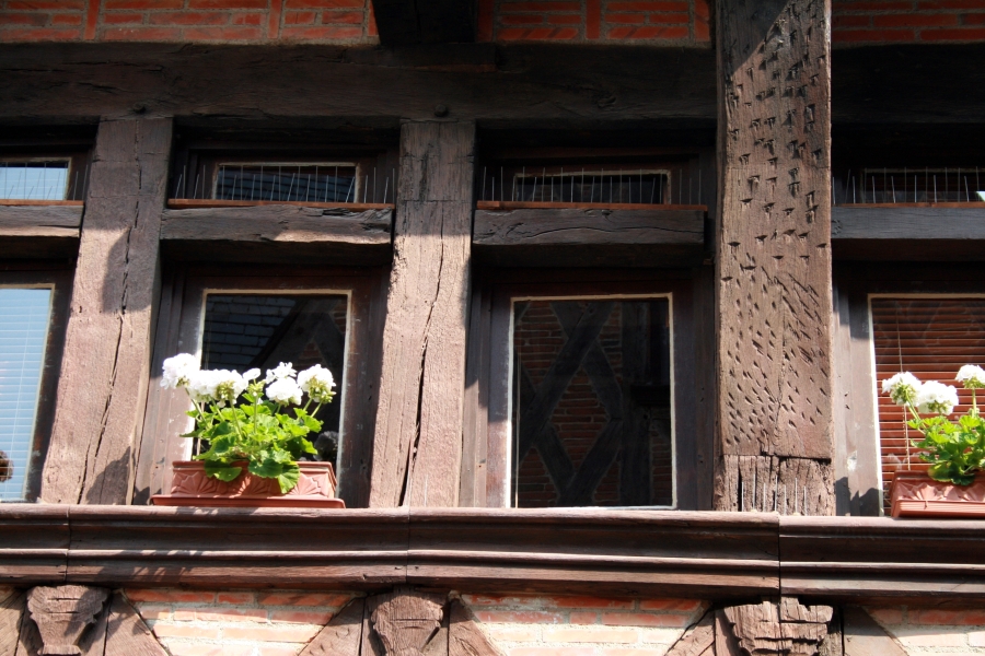 Geraniums and Old Houses