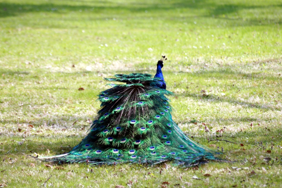 Feather Dress
