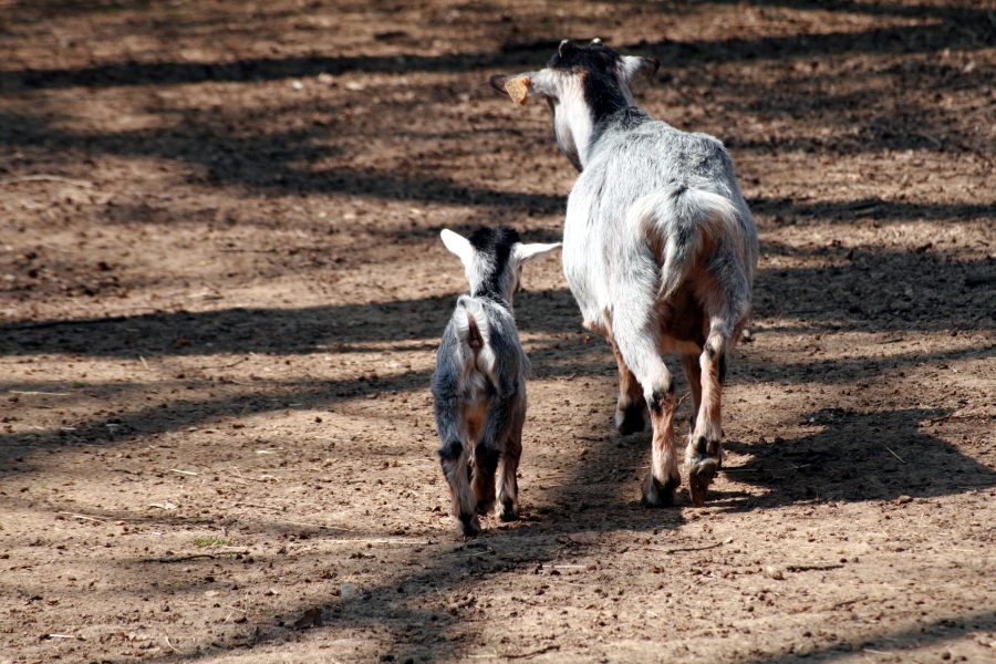 Mother And Son