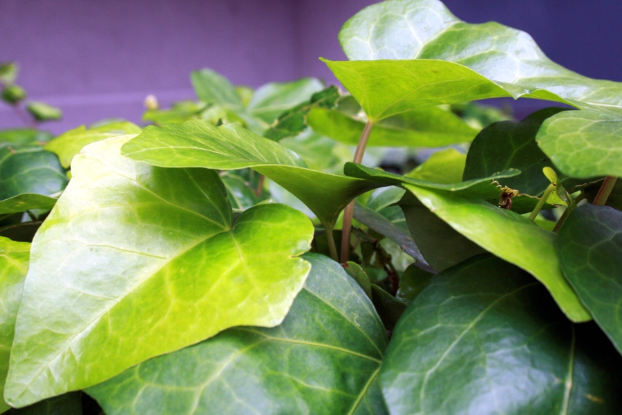 Green Leaves