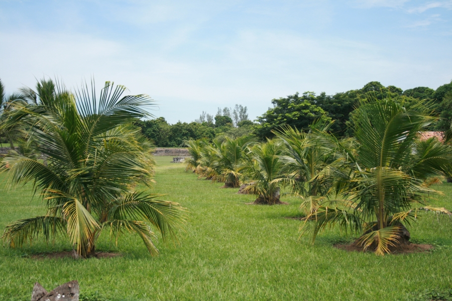 Palm Grove