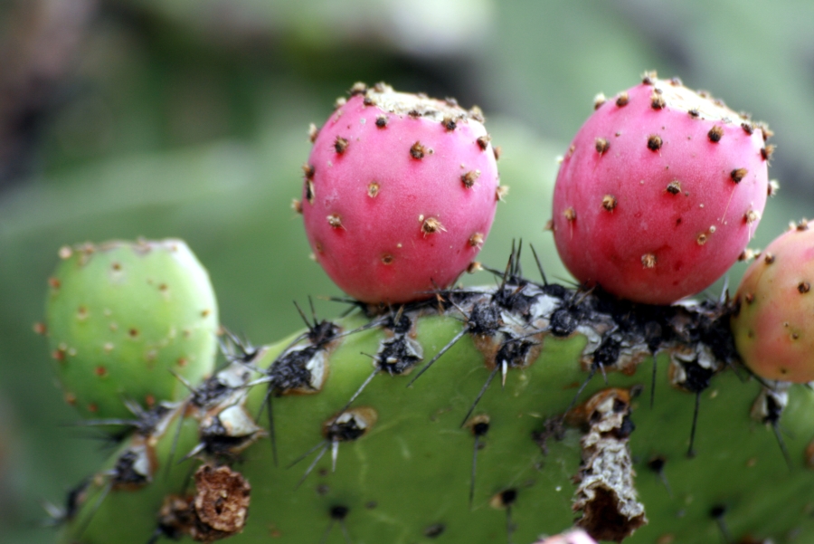 Tunas