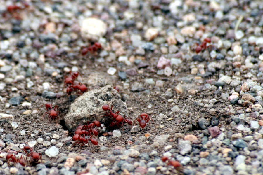 Red Ants Working