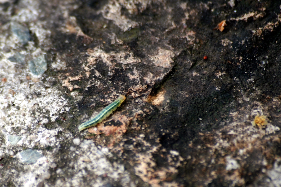 Green Caterpillar