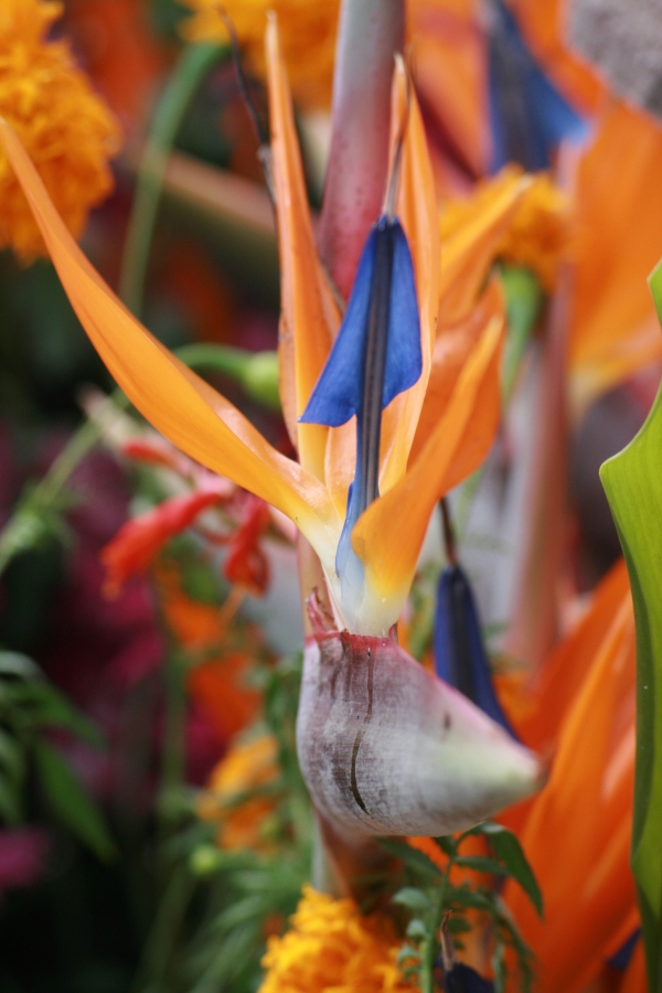 Paradise Bird