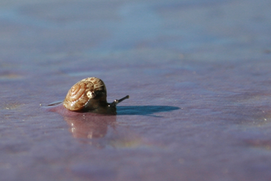 Caracol