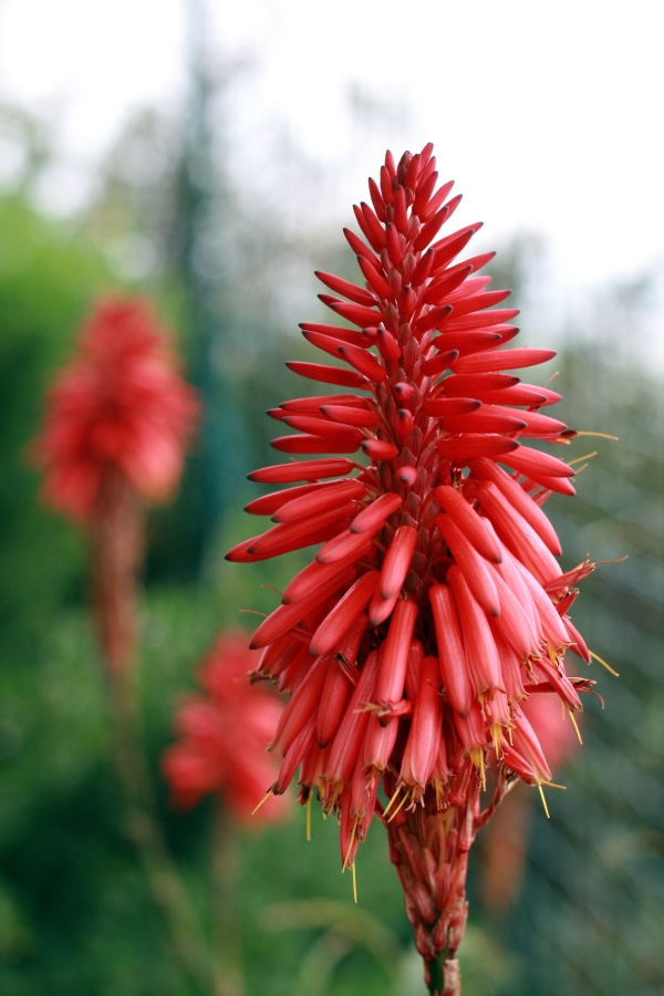 Red Flower