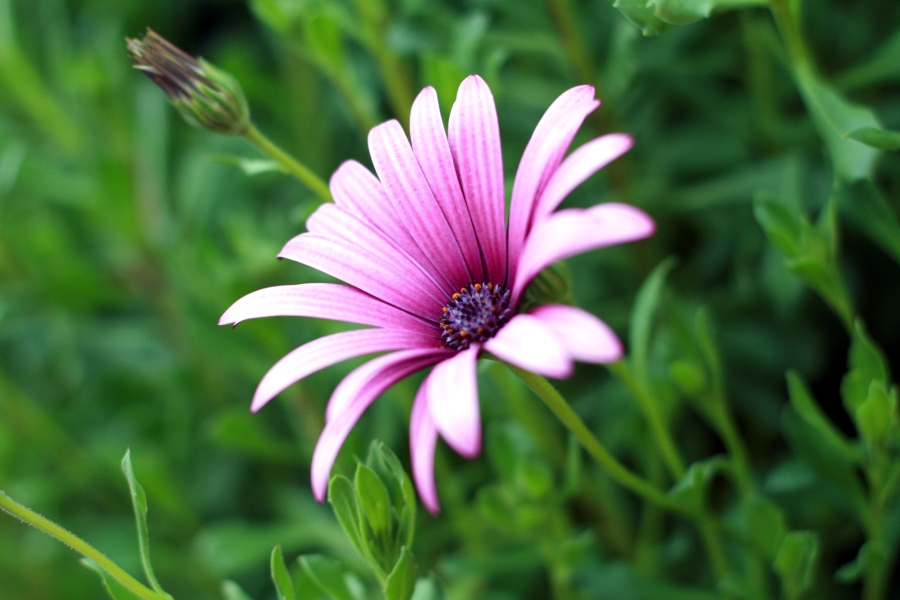 Mauve Flower