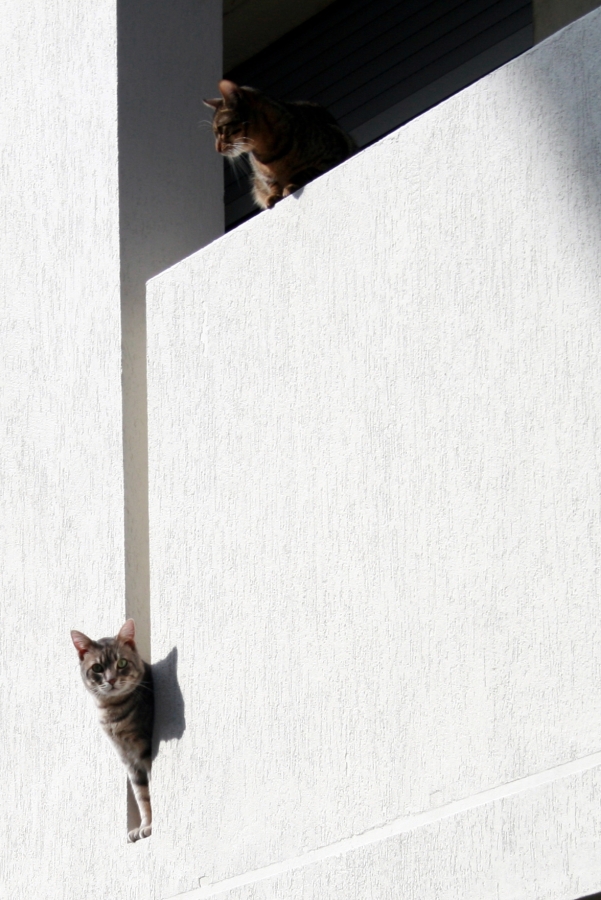 The Pope's Cats 