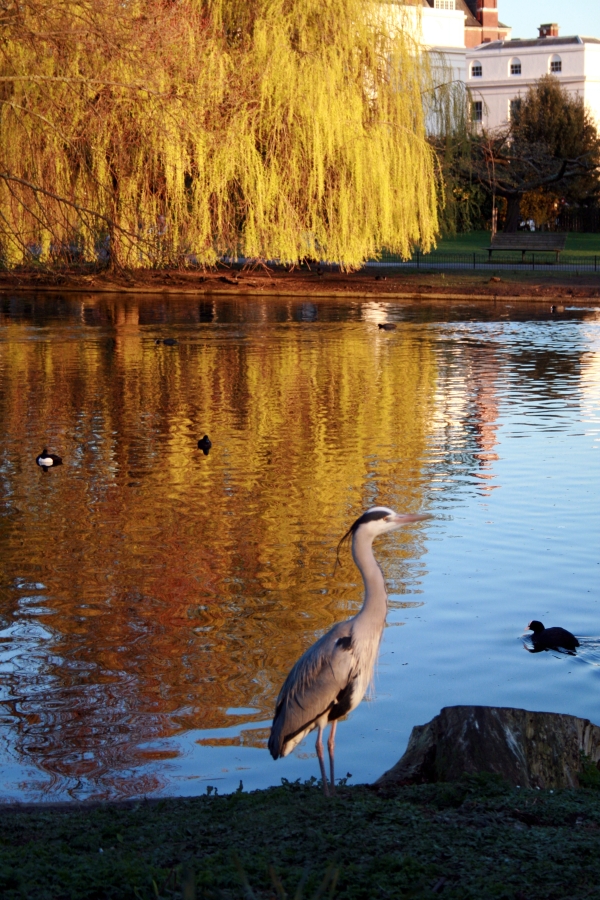 The Heron And The Yellow Tree