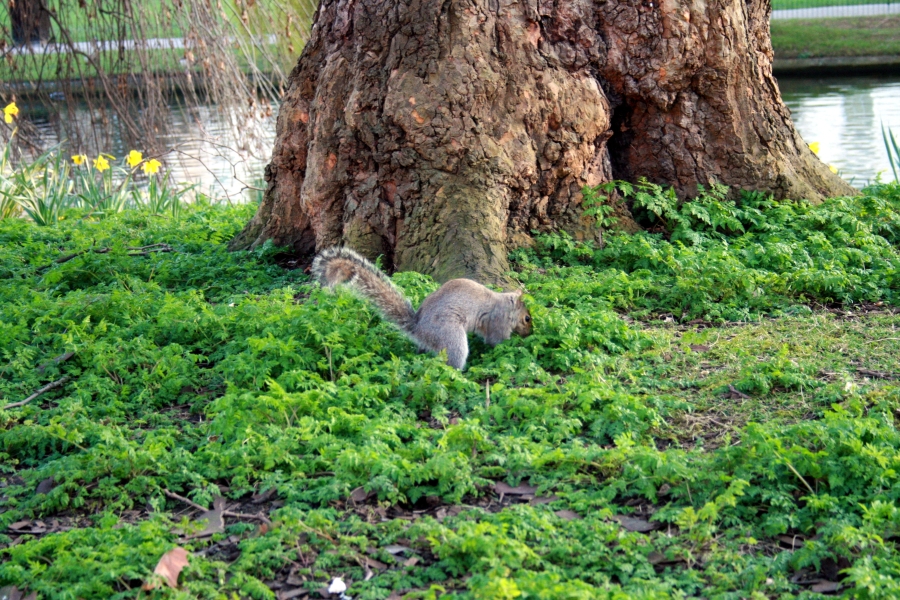 Regent's Squirrels (1/3)