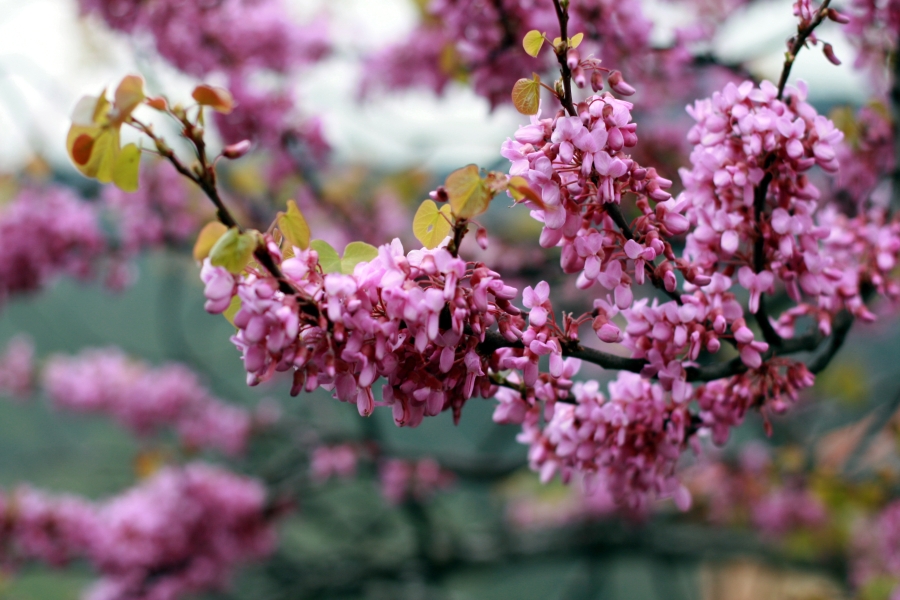 Lilac-like Flowers