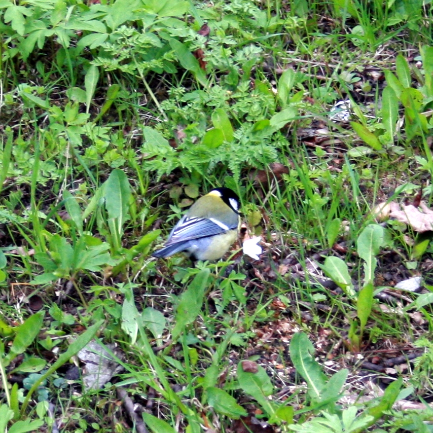 Tallin Birds (1/3)