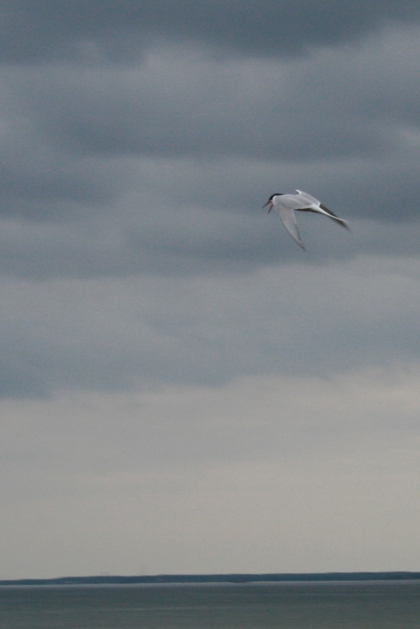 Tallin Birds (3/3)