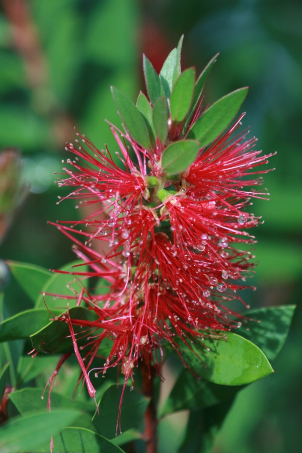 Dew on a Red Flower
