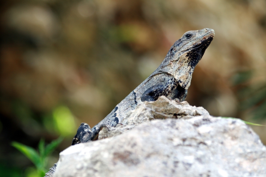 Iguanas - The first one