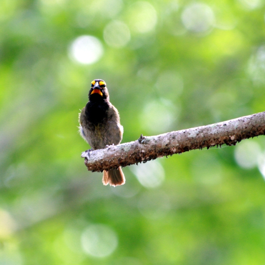 The Frowning Bird