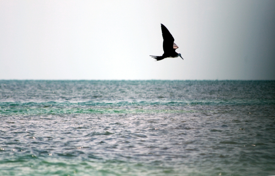 The Frigate Bird is a Poor Fischerbird